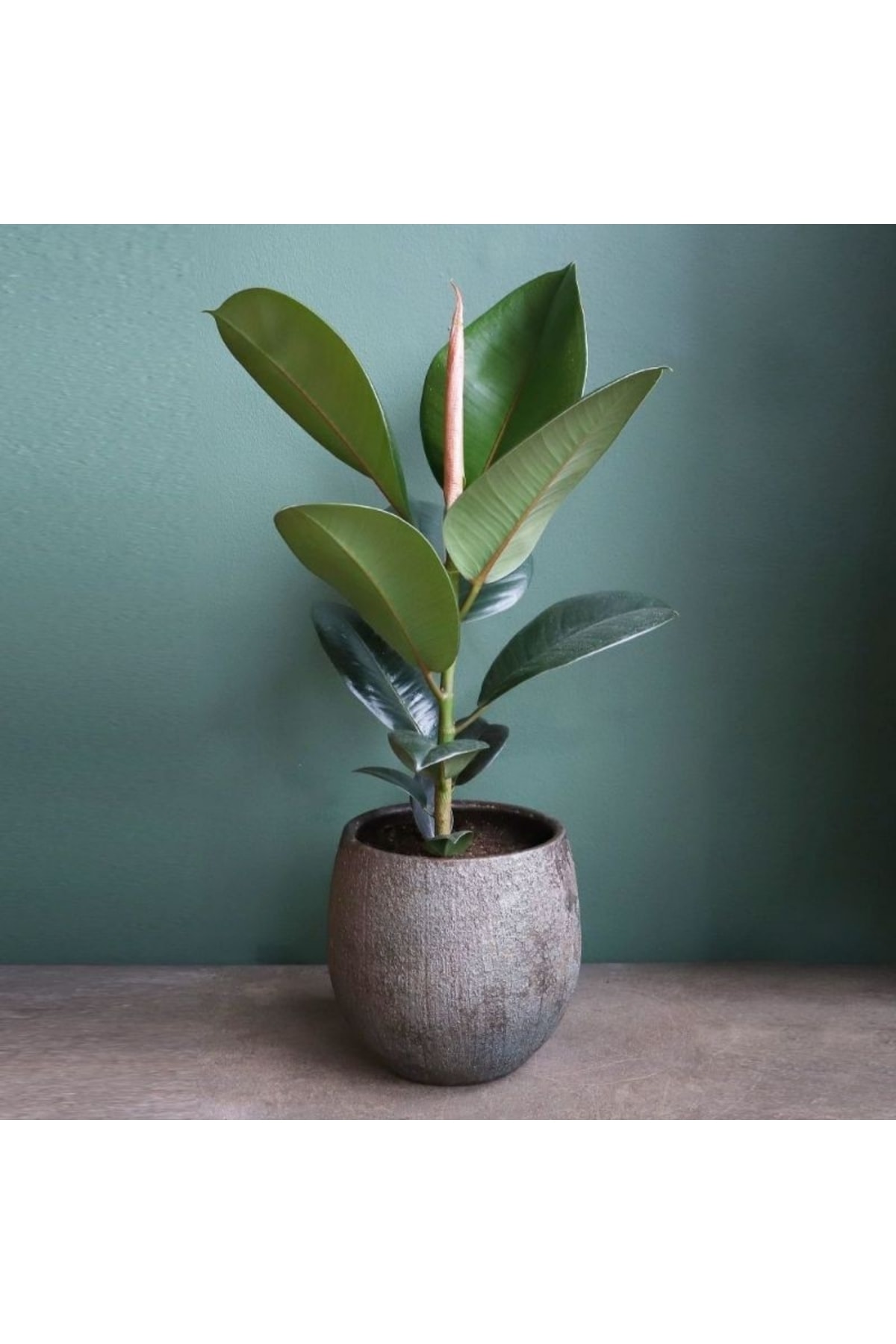 doğagarden Kauçuk Ağacı Ficus Elastica Dekoratif Saksıda